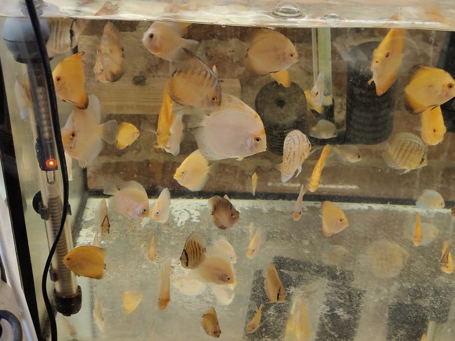 MISIEKZOO Dyskowce - Paletki / Rozmiar 6-6,5 cm tylko 45 zł