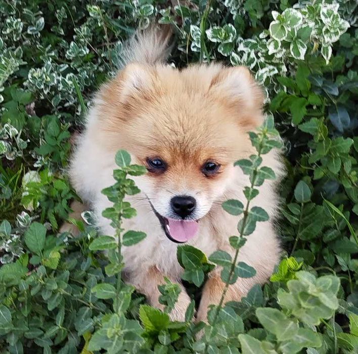 Szpic Miniaturowy szczeniak Pomeranian z rodowodem