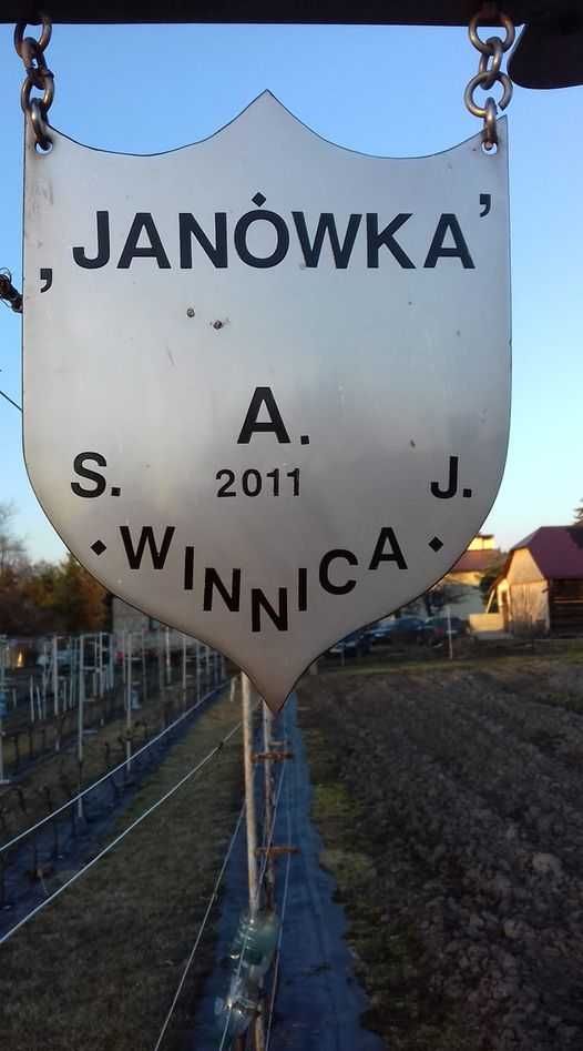 Sadzonki winorośli