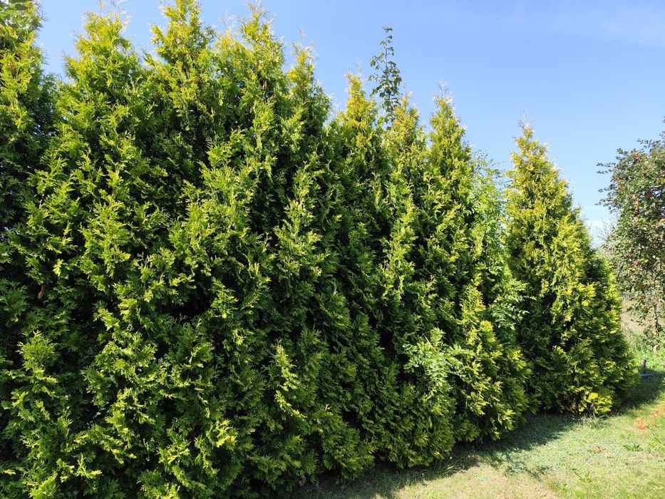Tuja thuja szmaragd 4-5 metrów