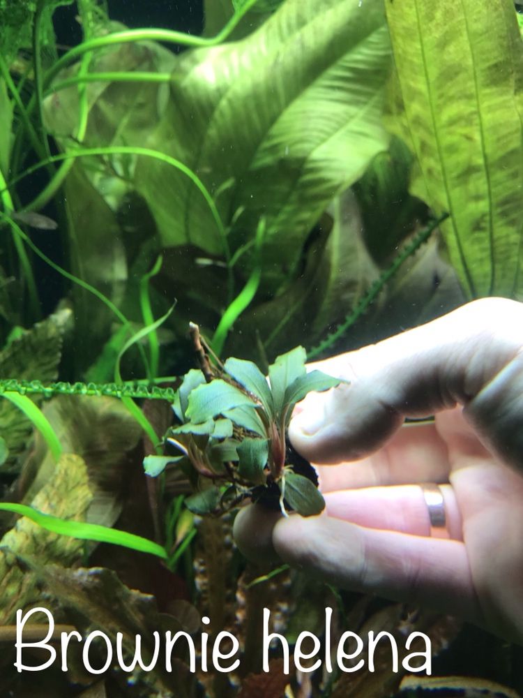 Bucephalandra sp. Bungan