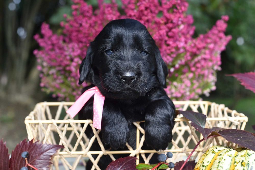 Flat Coated Retriever - czarna suczka  ZKwP/FCI