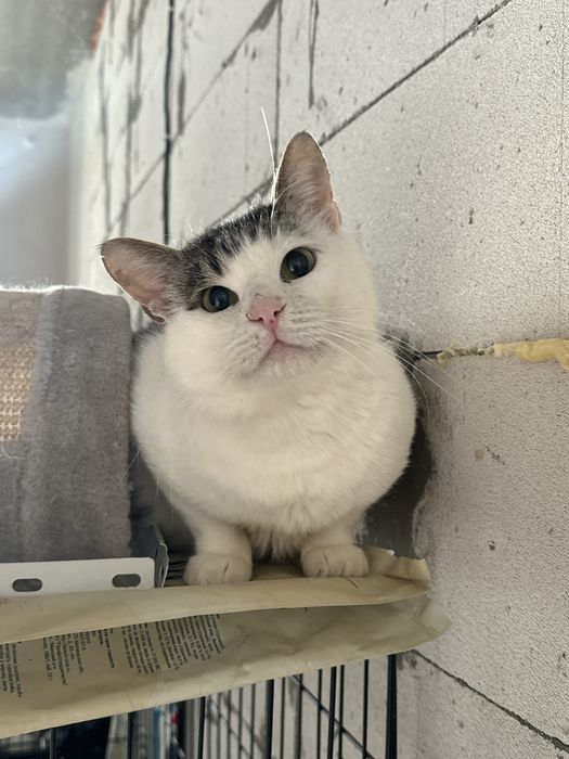 Котик в добрі руки