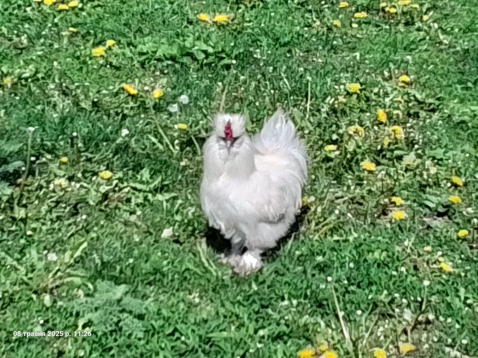 Півні китайської пухової