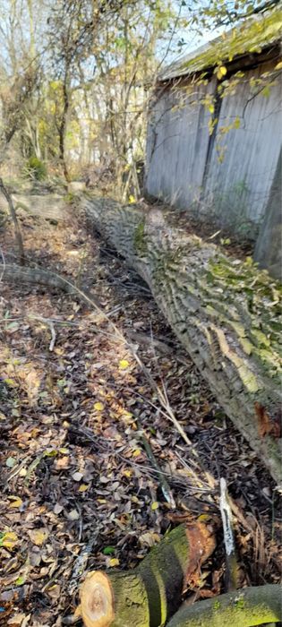 Drzewo Topola - Średnica 2m / długosc 5m