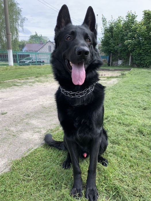 Німецька вівчарка; в’язка