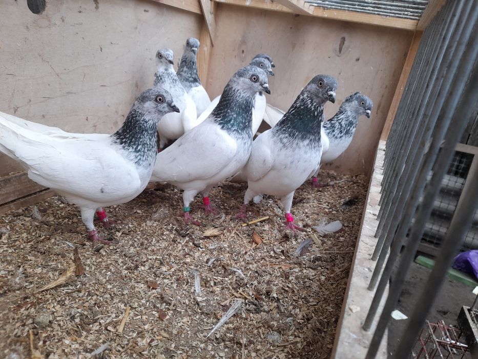 Budapeszty siwe Ganiane