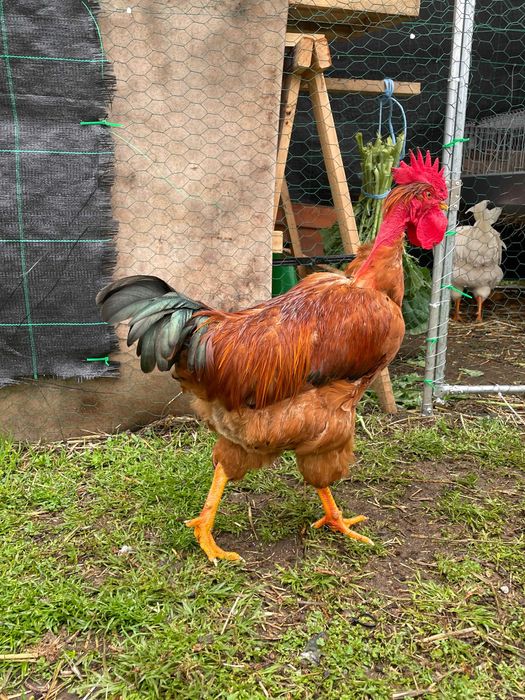 galos de raças autóctones portuguesas, 8 meses