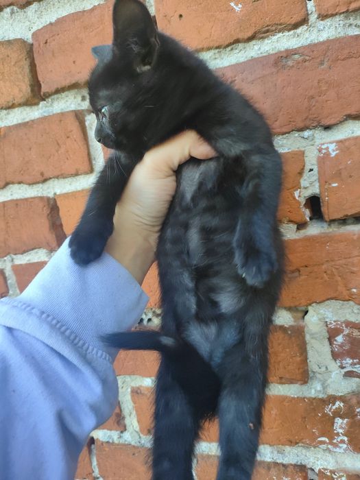 Kotek do adopcji