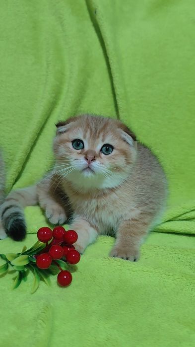 Породистые вислоухие прямоухие котята золотая шиншилла мальчик девочка