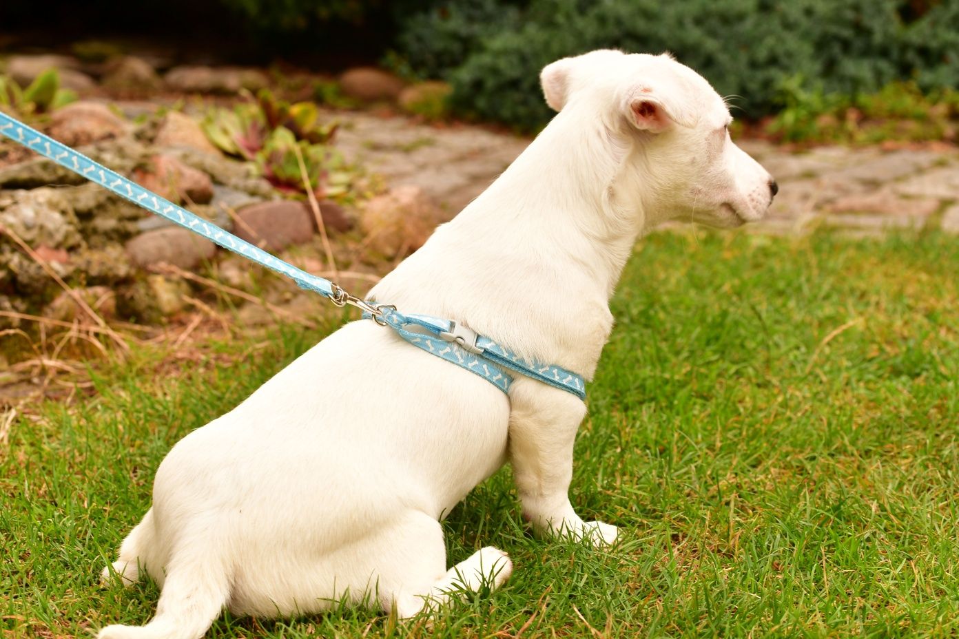 Śliczny piesek Jack Russell Terrier