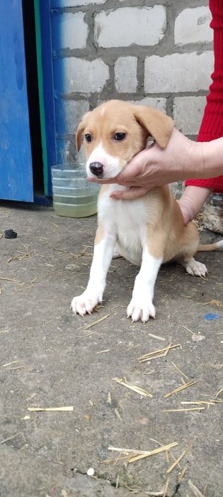 Щенки добрым людям