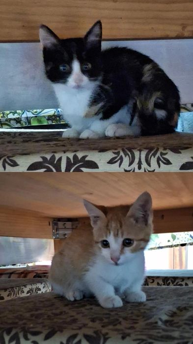 Dá-se gatinhos bebes