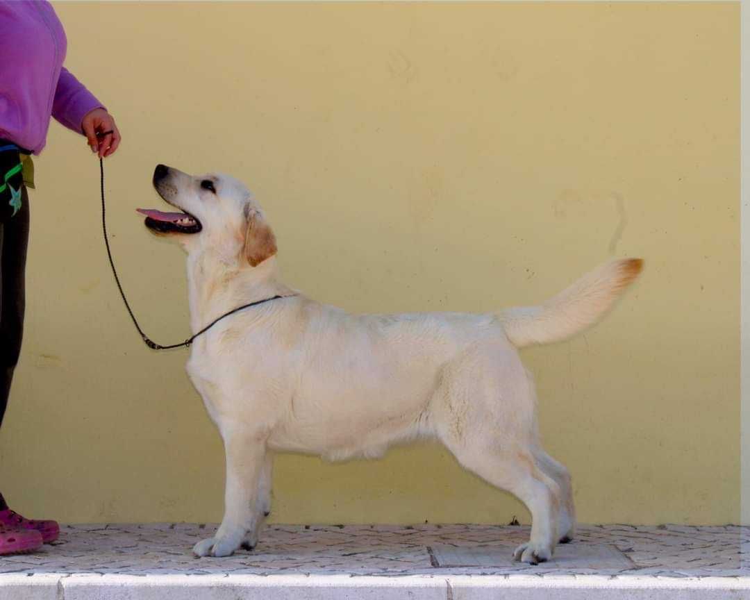 Labrador Retriever Fêmea filha de campeão de beleza