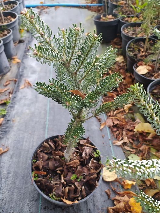 Ялиця корейська Silberlocke-530грн