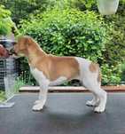 Suczka Whippet ZKwP / FCI