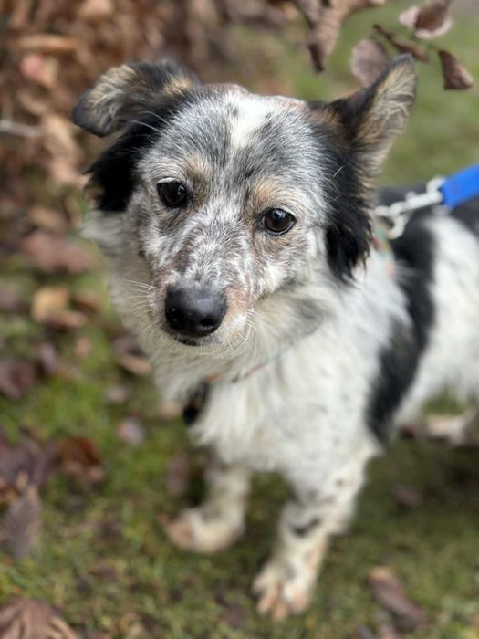 Młody wspaniały psiak szuka swojego domu