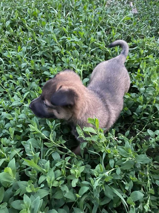 Віддам в гарні руки двох майбутніх охранників