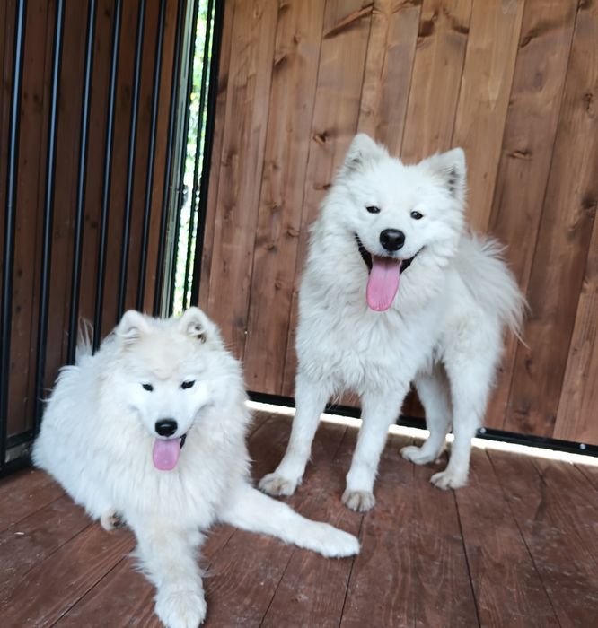 Młody pies i suczka samojed z uprawnieniami hodowlanymi