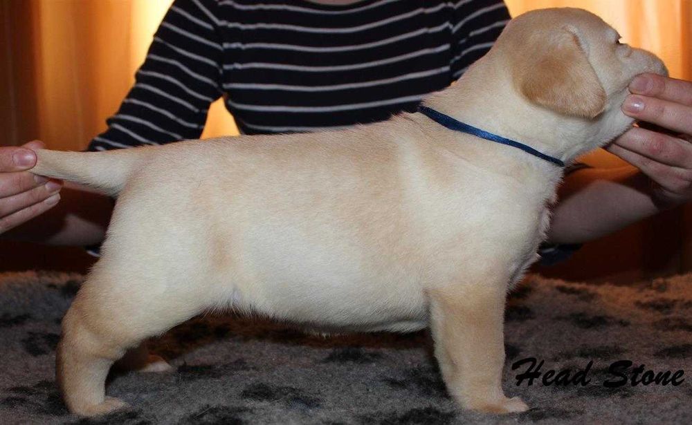 Лабрадор ретривер