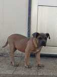 Cane Corso com lop e afixo
