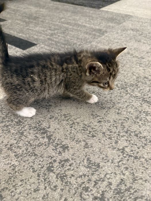 Do adopcji: słodkie kocięta szukają kochających domów