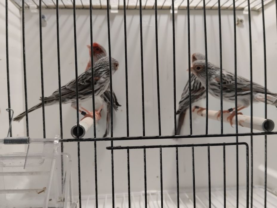 4 casais de Ágatas mosaico vermelho novos