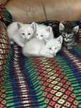 Gatinhos para dar