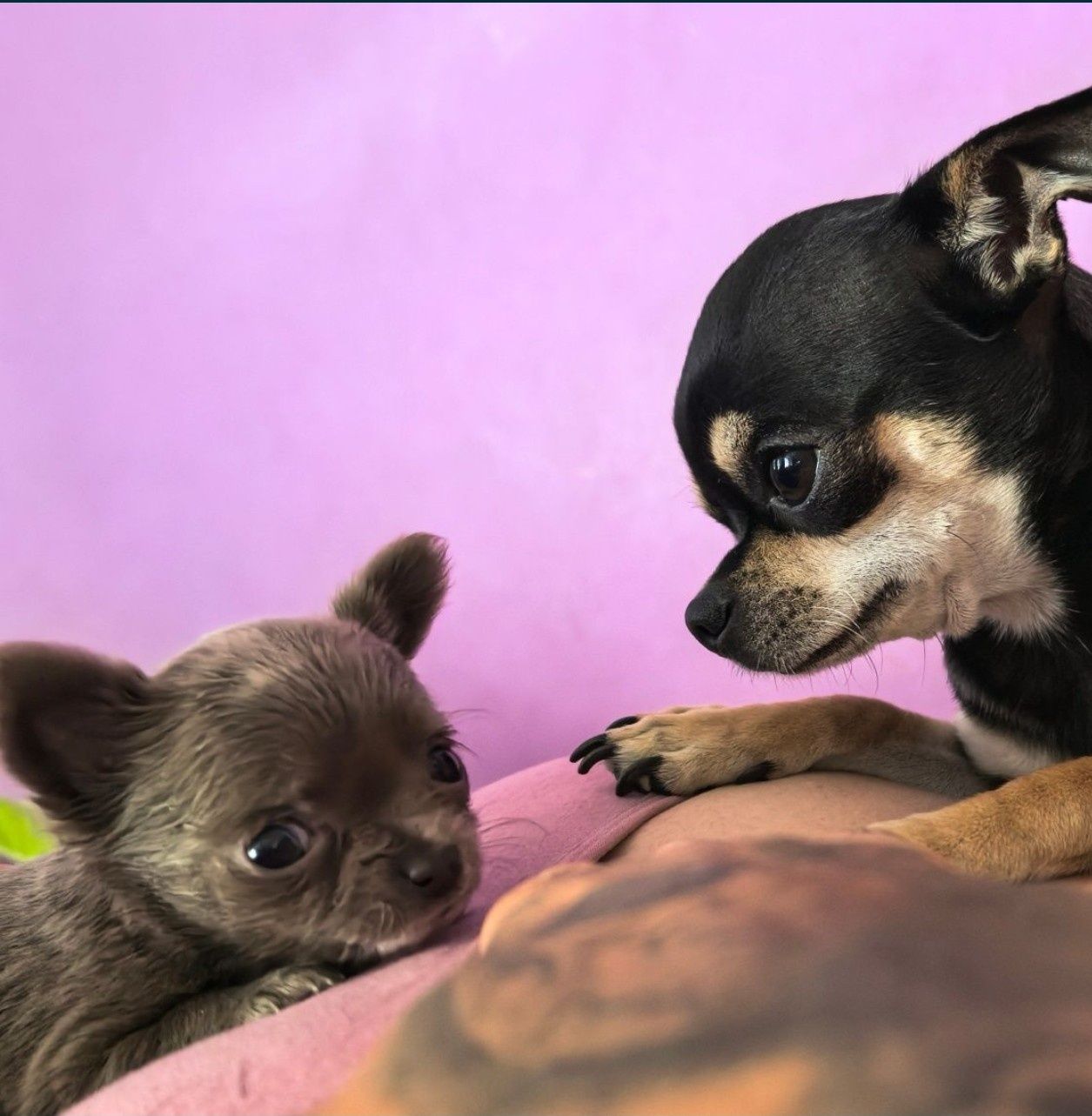 Chihuahua.Gotowe do odbioru.Piękne niebieskie i liliowe szczeniaki.