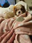 Cavalier King Charles Spaniel - sunia