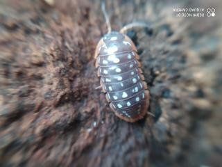 Armadillidium werneri 20os stonogi