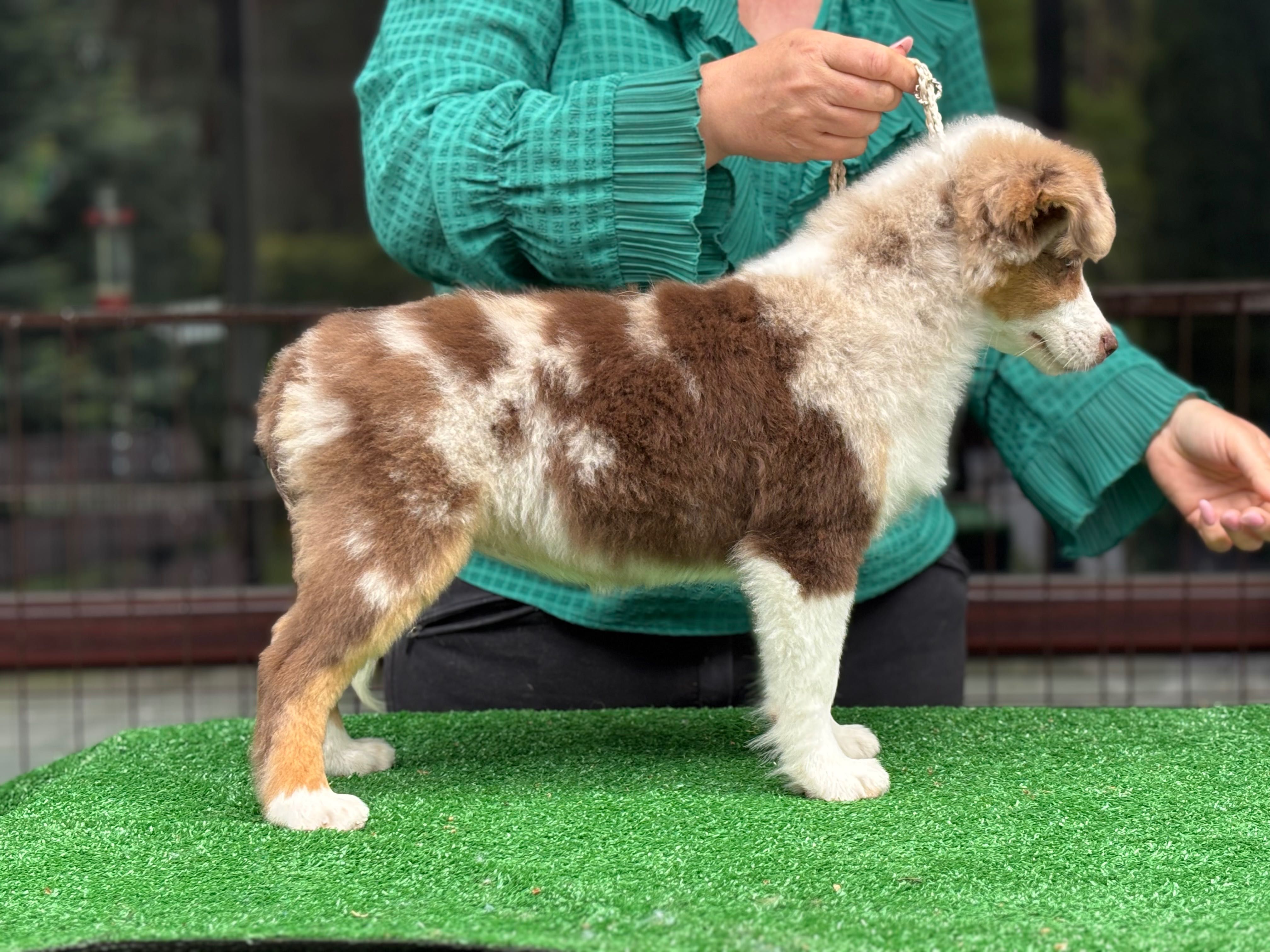 Miniaturowy owczarek amerykański mini Aussie FCI