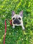 Buldog francuski- piesek po Championach