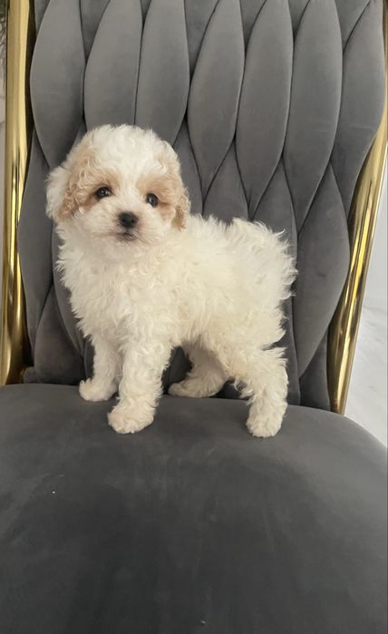 Maltipoo chłopczyk „Reksio”