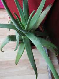 Duzy aloes Aloes kwiat leczniczy aloe Vera