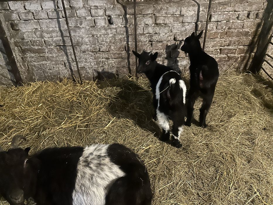 Цапик і дійна карликова ламанча