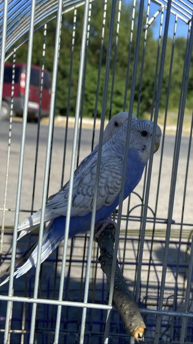 Клітка для папуг