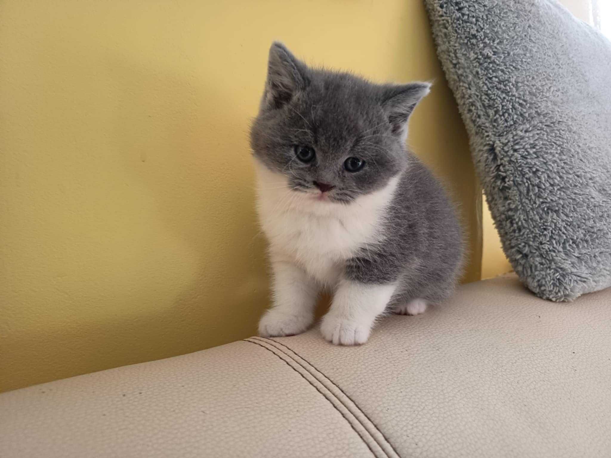 Cudny brytyjczyk bicolor -niebiesko biały.