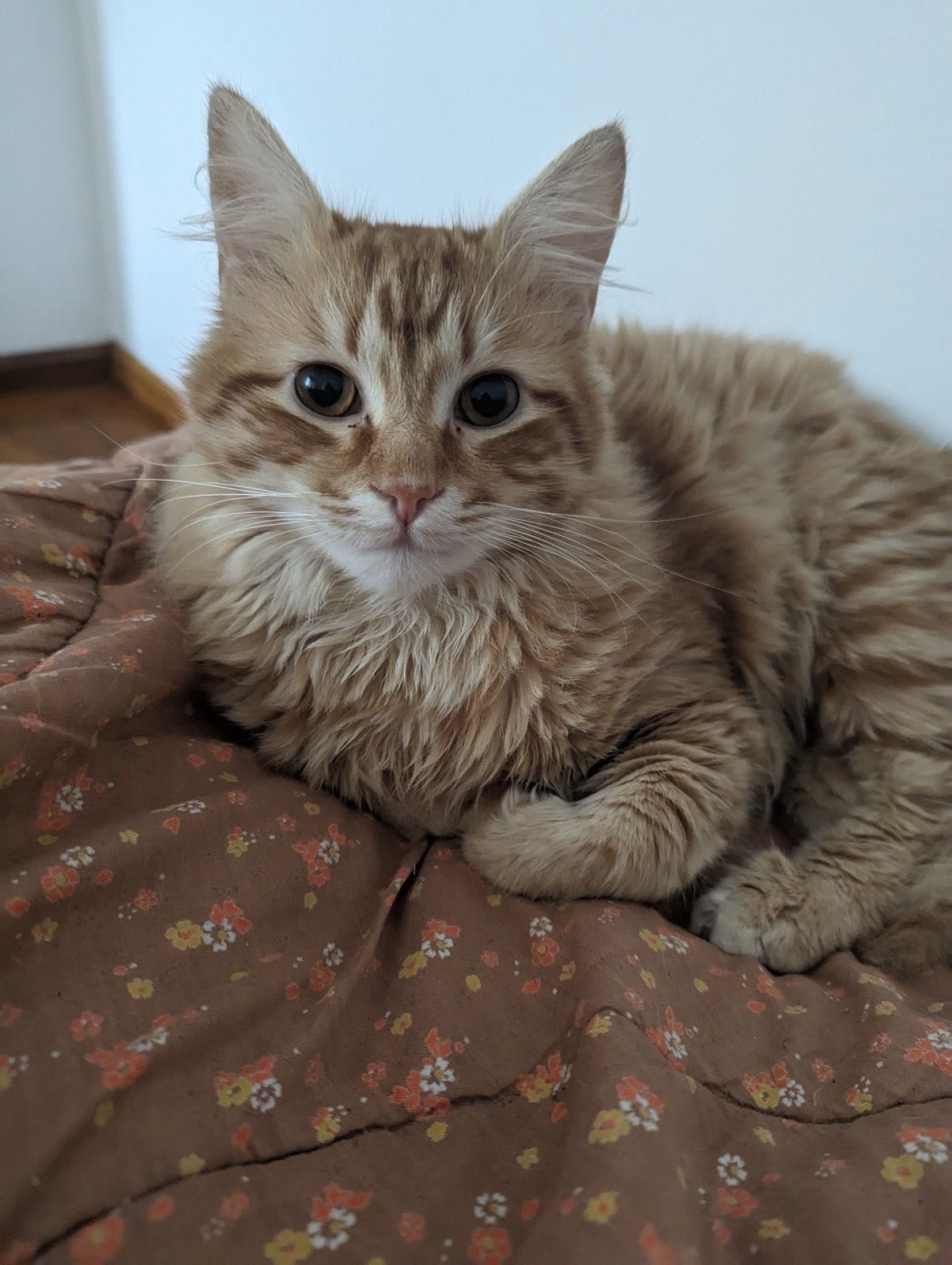 Gatinho laranja 2 anos