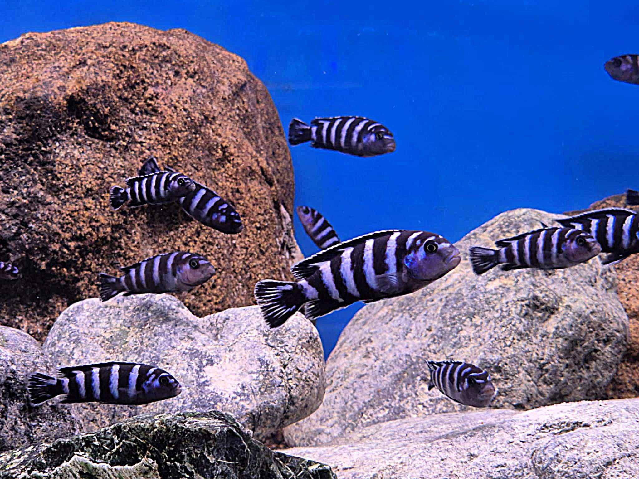 Chindongo Demasoni malawi pyszczaki
