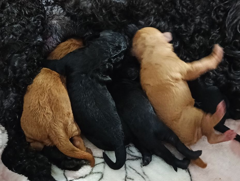 Suczka pudel toy ZKWP FCI