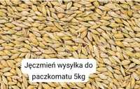 Jęczmień paszowy dla zwierząt ptaków ryb drobiu