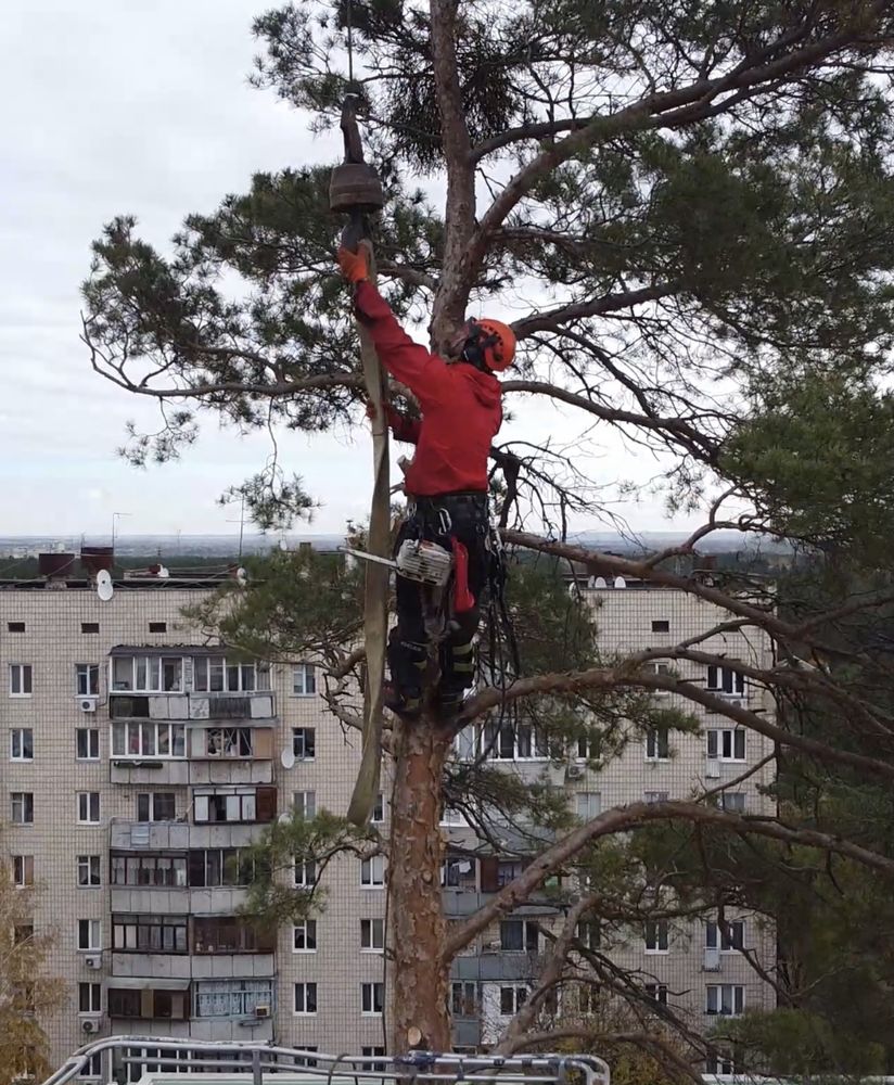 Бесплатно режем, срезаем деревья, расчитска участков от деревьев,вывоз