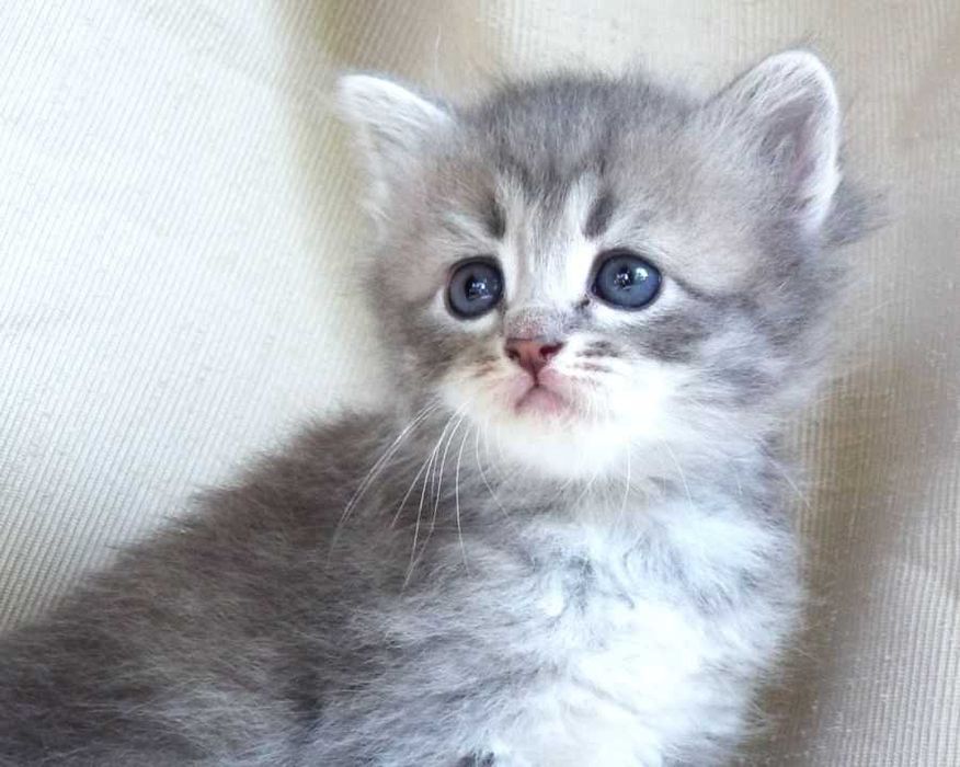 Kot, kotka syberyjska z rodowodem