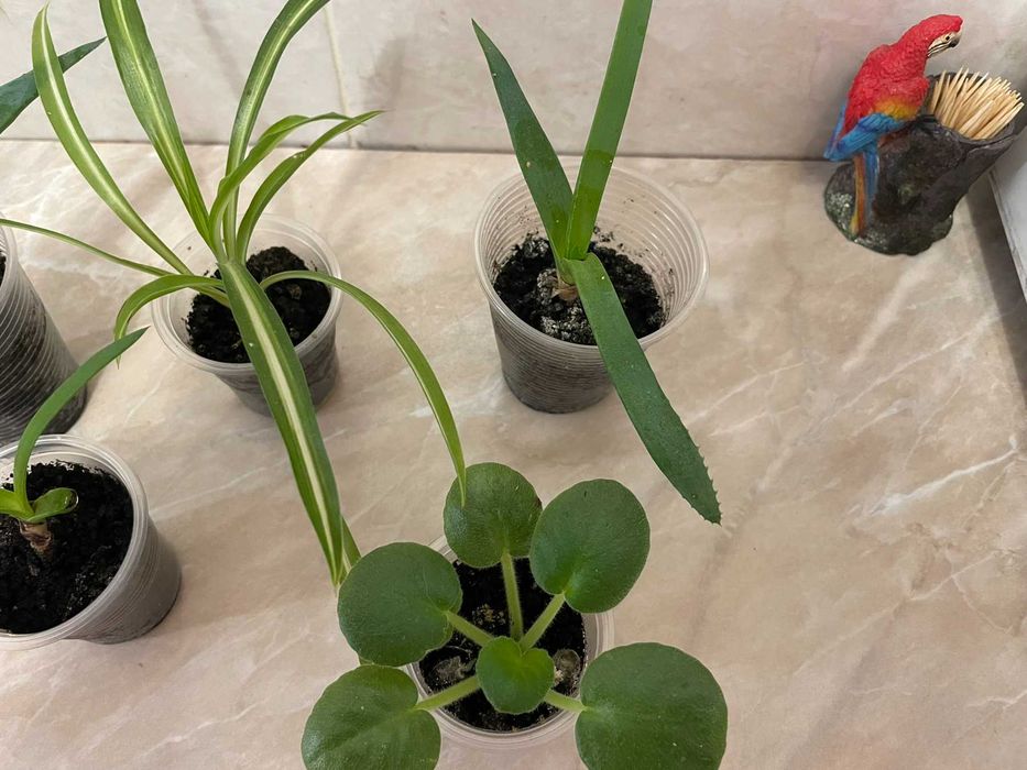 Дітки Алоє Вера/вазон