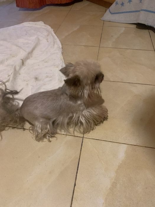 Piesek yorkshire terrier