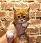 Maine Coon kocurek, rodowód FPL