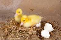Різноманітні качки інкубаційні яйця продаж