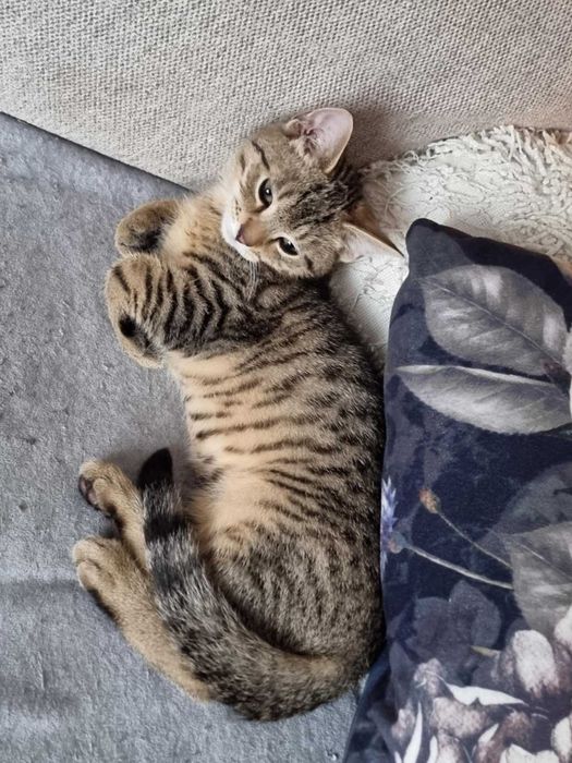 Garfield kocurek do adopcji