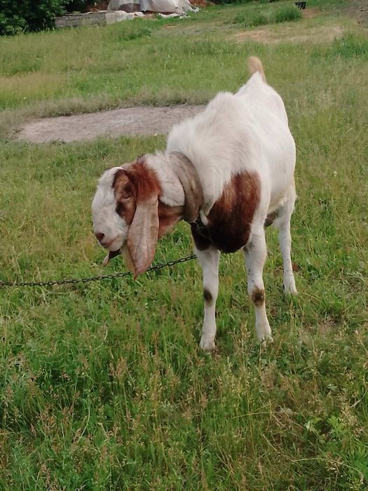 Продається козочка 75% нубо і 25% коморі